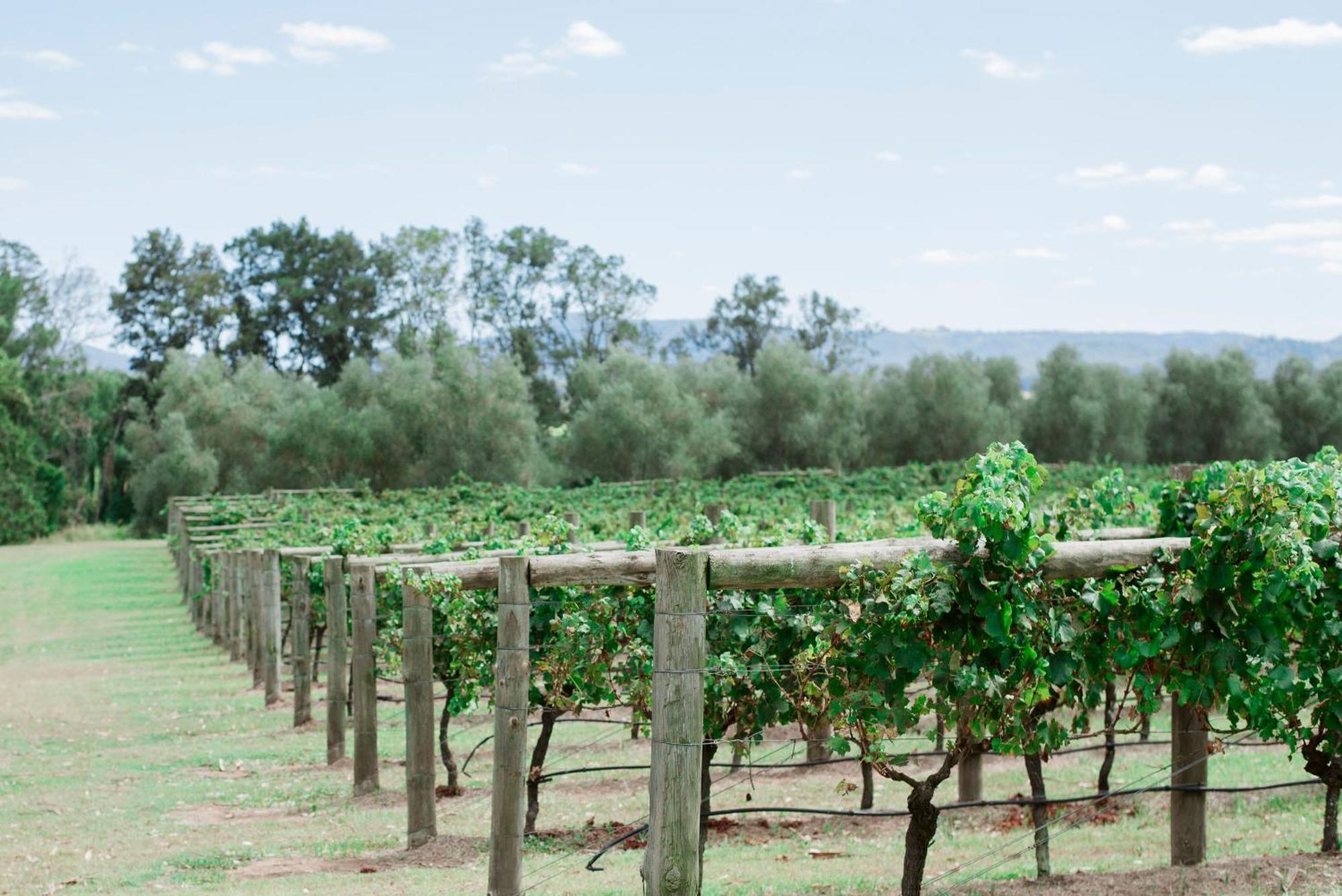 ホテル Tranquil Vale Vineyard Luskintyre エクステリア 写真