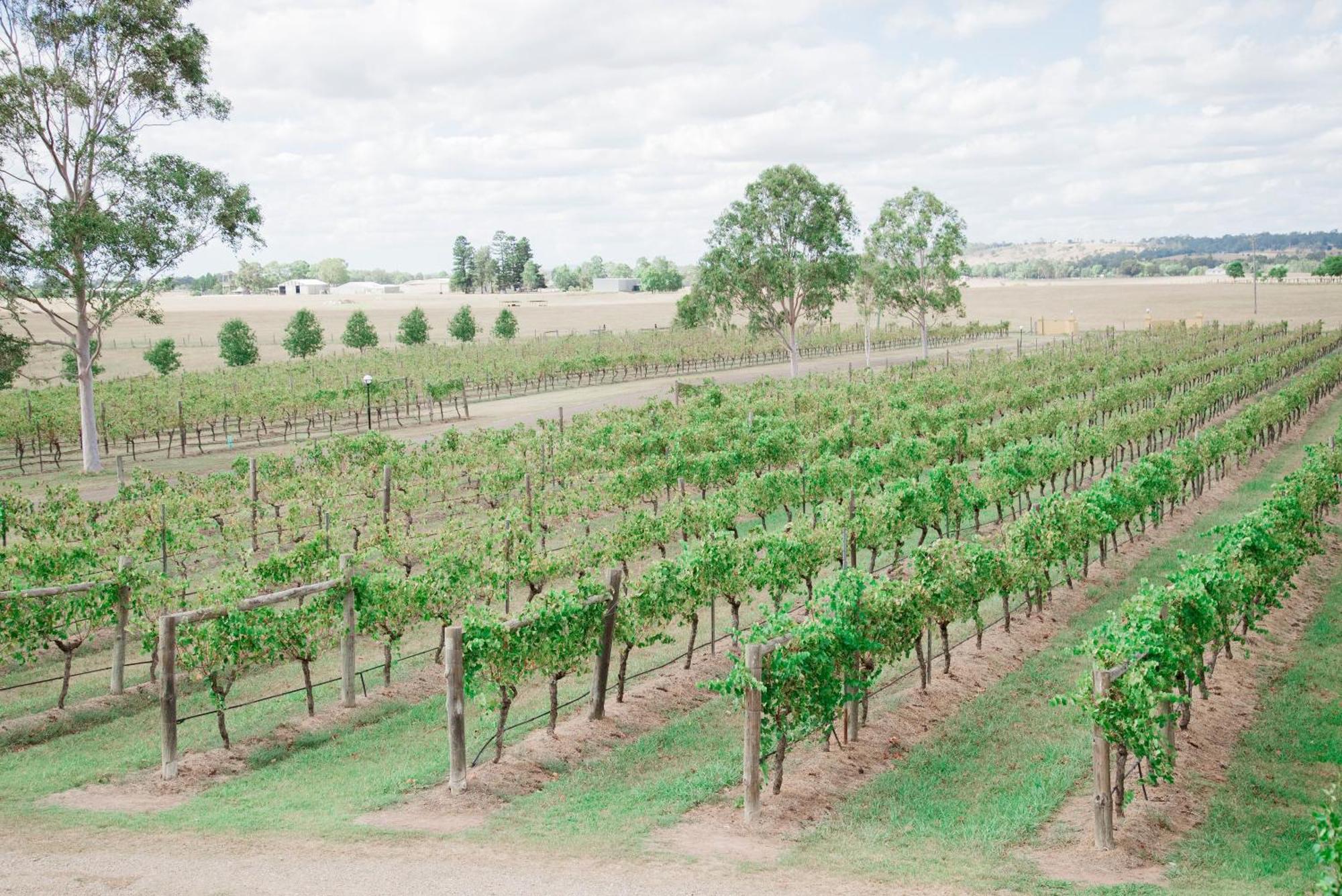 ホテル Tranquil Vale Vineyard Luskintyre エクステリア 写真