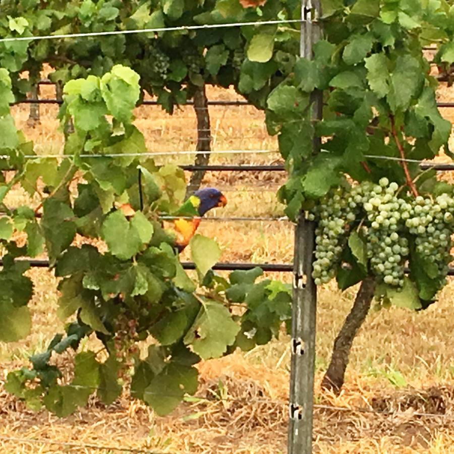ホテル Tranquil Vale Vineyard Luskintyre エクステリア 写真